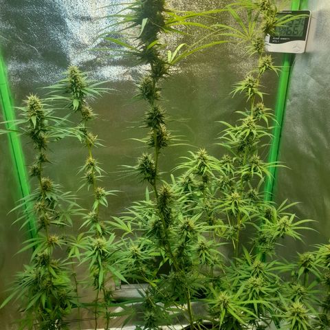 Strawberry banana  growlog timeline photo