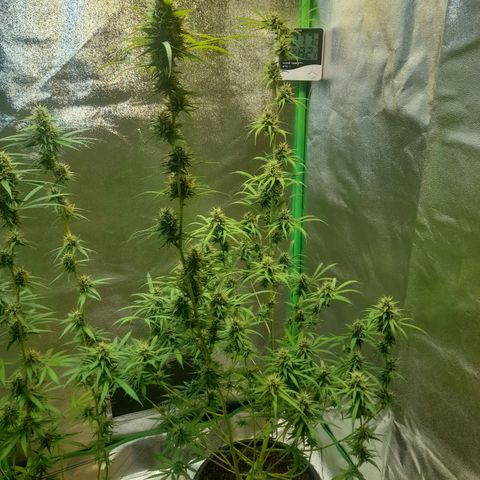 Strawberry banana  growlog timeline photo