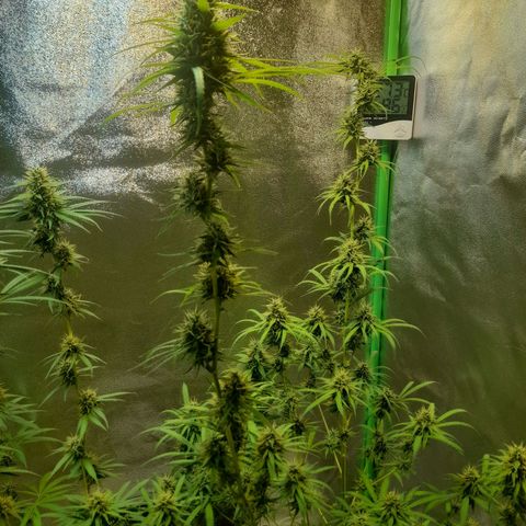 Strawberry banana  growlog timeline photo