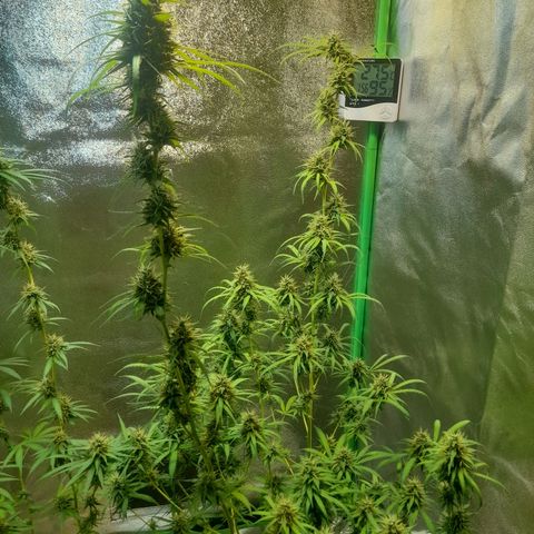 Strawberry banana  growlog timeline photo