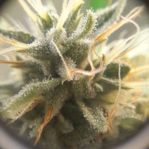 Strawberry banana  growlog timeline photo