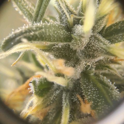 Strawberry banana  growlog timeline photo