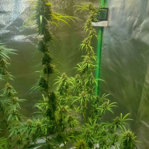 Strawberry banana  growlog timeline photo