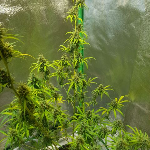 Strawberry banana  growlog timeline photo