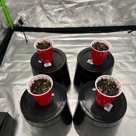 Lemonchello haze  growlog timeline photo