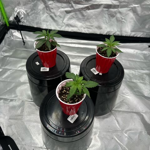 Lemonchello haze  growlog photo: Plant 3 died seed was a premeditated 