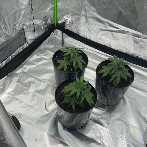 Lemonchello haze  growlog photo: 3 gal pot transplant 