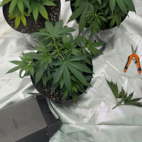 Lemonchello haze  growlog photo: Topped 2 plants today 