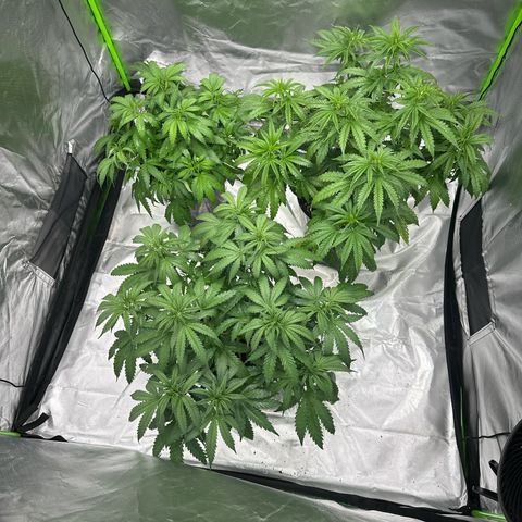 Lemonchello haze  growlog photo: Lollipoped em