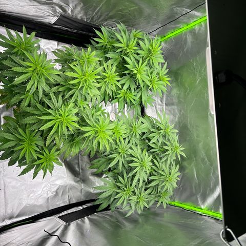 Lemonchello haze  growlog timeline photo