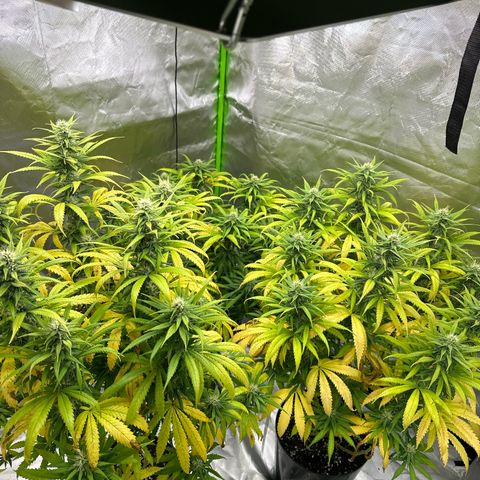 Lemonchello haze  growlog timeline photo