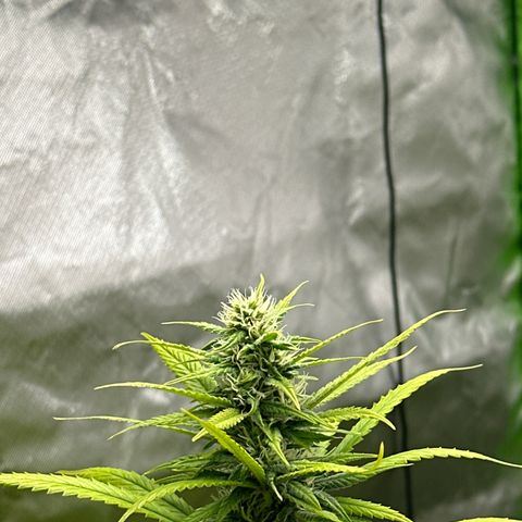 Lemonchello haze  growlog timeline photo