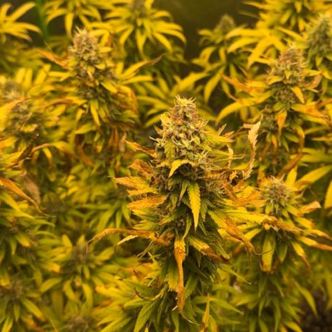 Lemonchello haze  growlog timeline photo