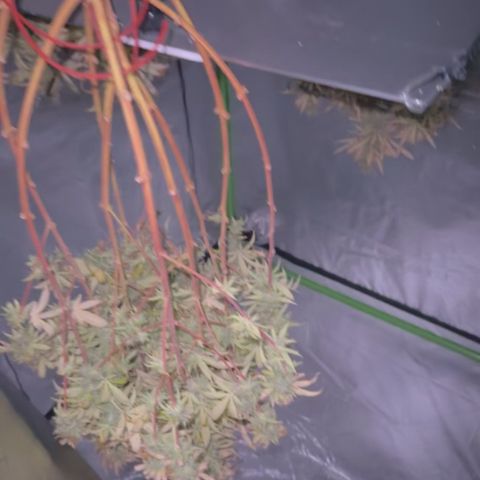 Lemonchello haze  growlog timeline photo