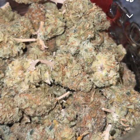 Lemonchello haze  growlog timeline photo