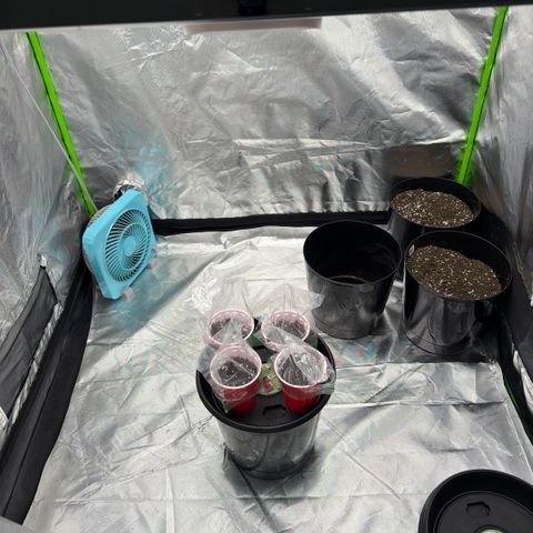 Planet of the Grapes RBX growlog timeline photo