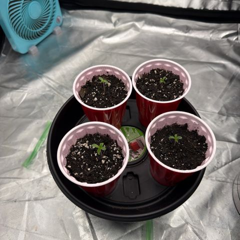 Planet of the Grapes RBX growlog timeline photo