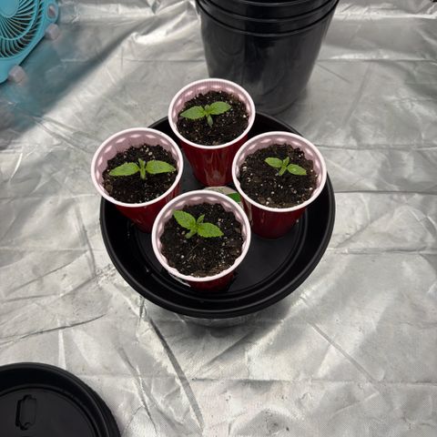 Planet of the Grapes RBX growlog timeline photo