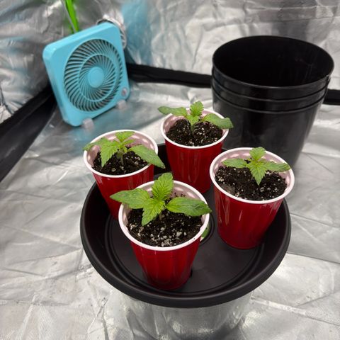 Planet of the Grapes RBX growlog timeline photo