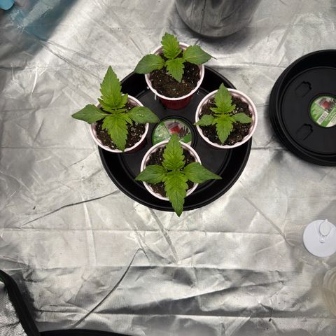Planet of the Grapes RBX growlog timeline photo