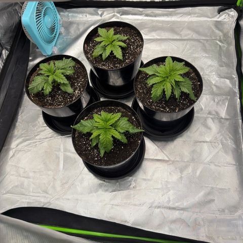 Planet of the Grapes RBX growlog photo: Should have transplanted probably a week ago 