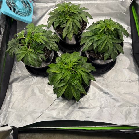 Planet of the Grapes RBX growlog timeline photo