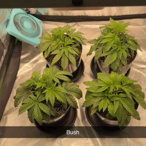 Planet of the Grapes RBX growlog timeline photo
