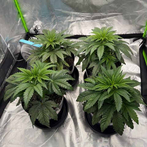 Planet of the Grapes RBX growlog timeline photo