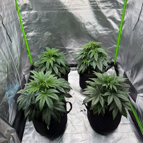 Planet of the Grapes RBX growlog timeline photo
