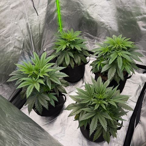 Planet of the Grapes RBX growlog timeline photo