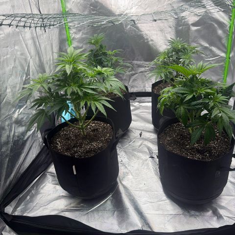 Planet of the Grapes RBX growlog timeline photo