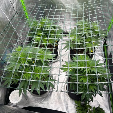 Planet of the Grapes RBX growlog timeline photo