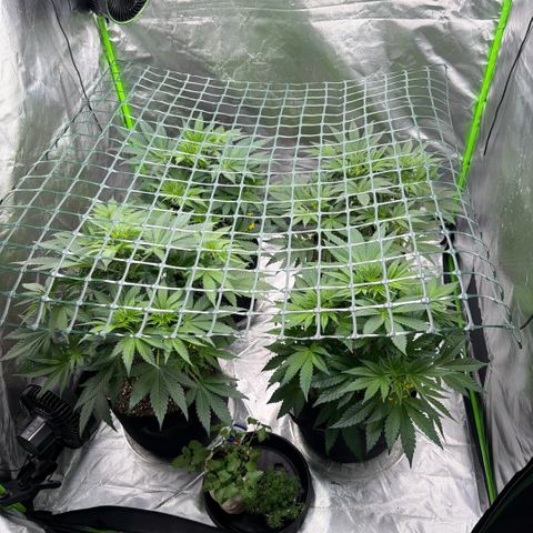 Planet of the Grapes RBX growlog timeline photo