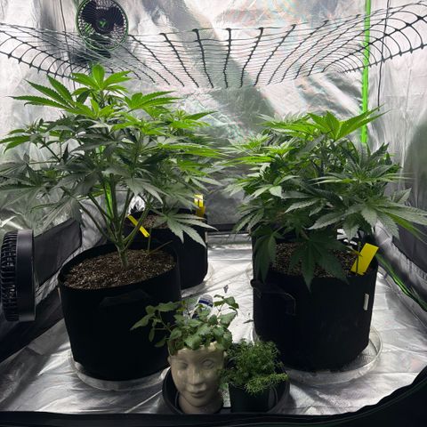 Planet of the Grapes RBX growlog timeline photo