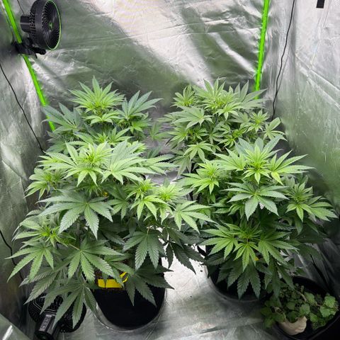 Planet of the Grapes RBX growlog timeline photo
