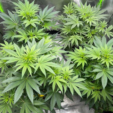 Planet of the Grapes RBX growlog timeline photo