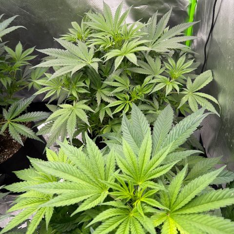 Planet of the Grapes RBX growlog timeline photo