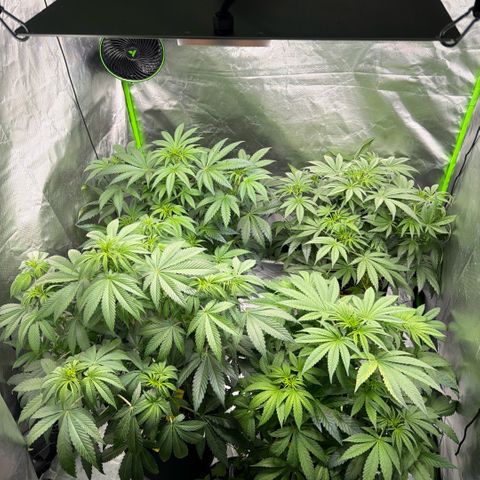 Planet of the Grapes RBX growlog timeline photo