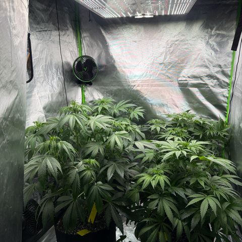 Planet of the Grapes RBX growlog timeline photo