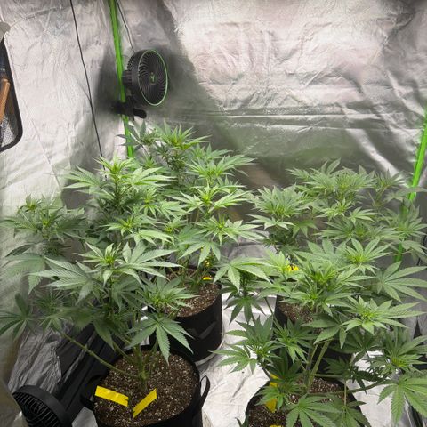 Planet of the Grapes RBX growlog timeline photo