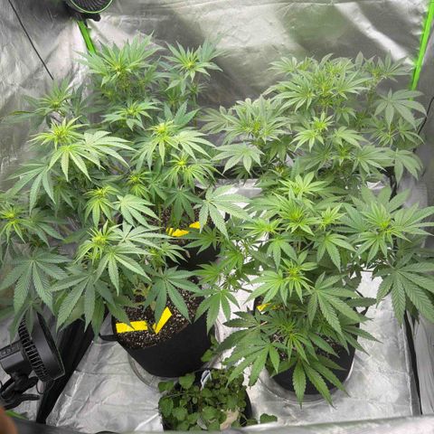 Planet of the Grapes RBX growlog timeline photo