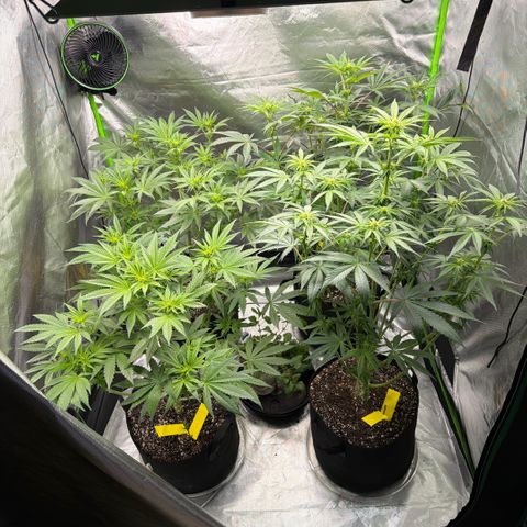 Planet of the Grapes RBX growlog timeline photo