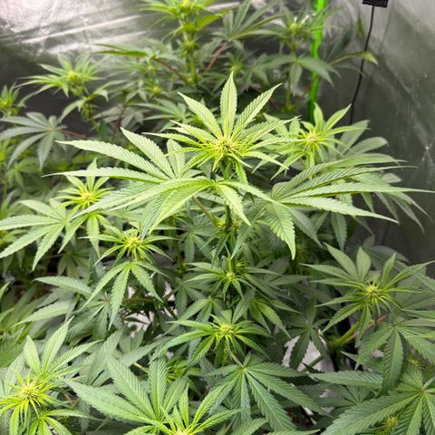 Planet of the Grapes RBX growlog timeline photo
