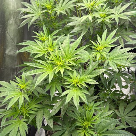 Planet of the Grapes RBX growlog timeline photo