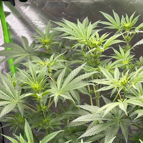 Planet of the Grapes RBX growlog timeline photo