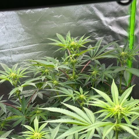 Planet of the Grapes RBX growlog timeline photo