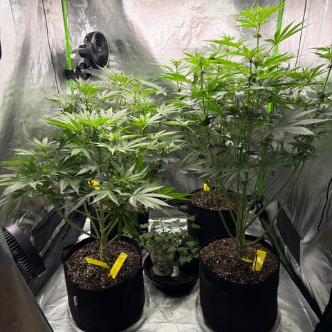 Planet of the Grapes RBX growlog timeline photo
