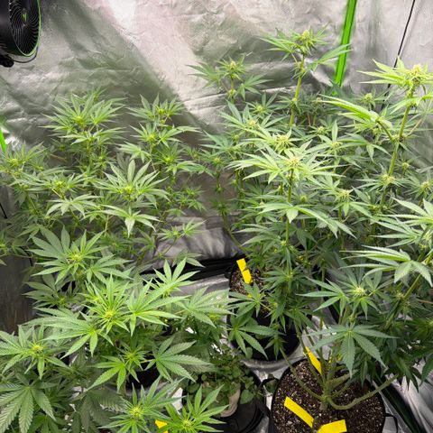 Planet of the Grapes RBX growlog timeline photo