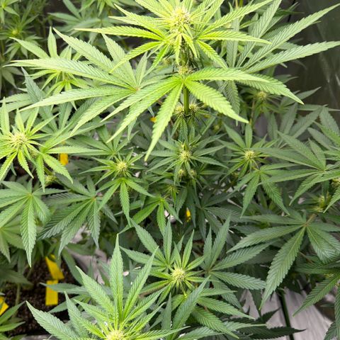 Planet of the Grapes RBX growlog timeline photo