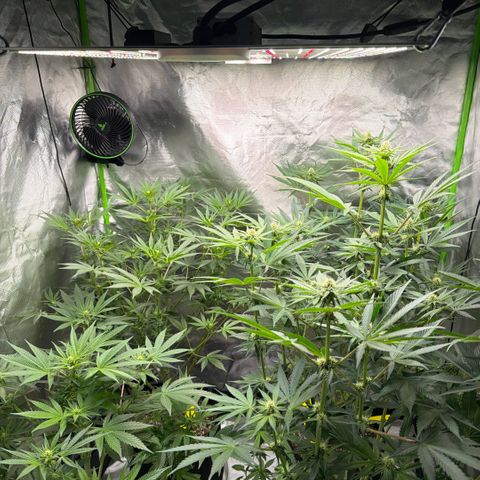 Planet of the Grapes RBX growlog timeline photo